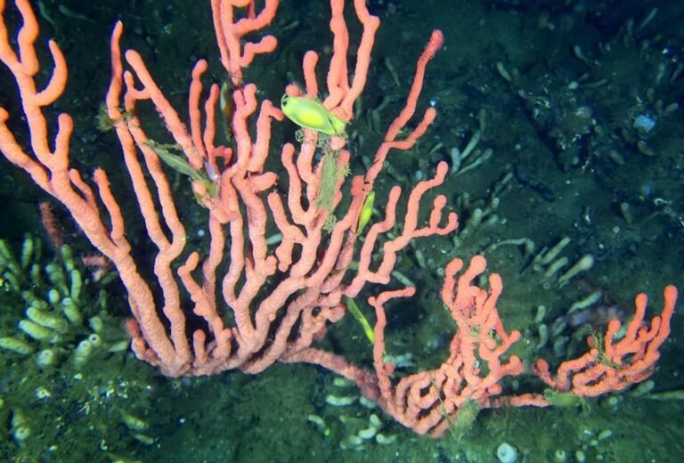 ‘Most northern known’ coral reef off B.C. coast shouldn’t exist: expert