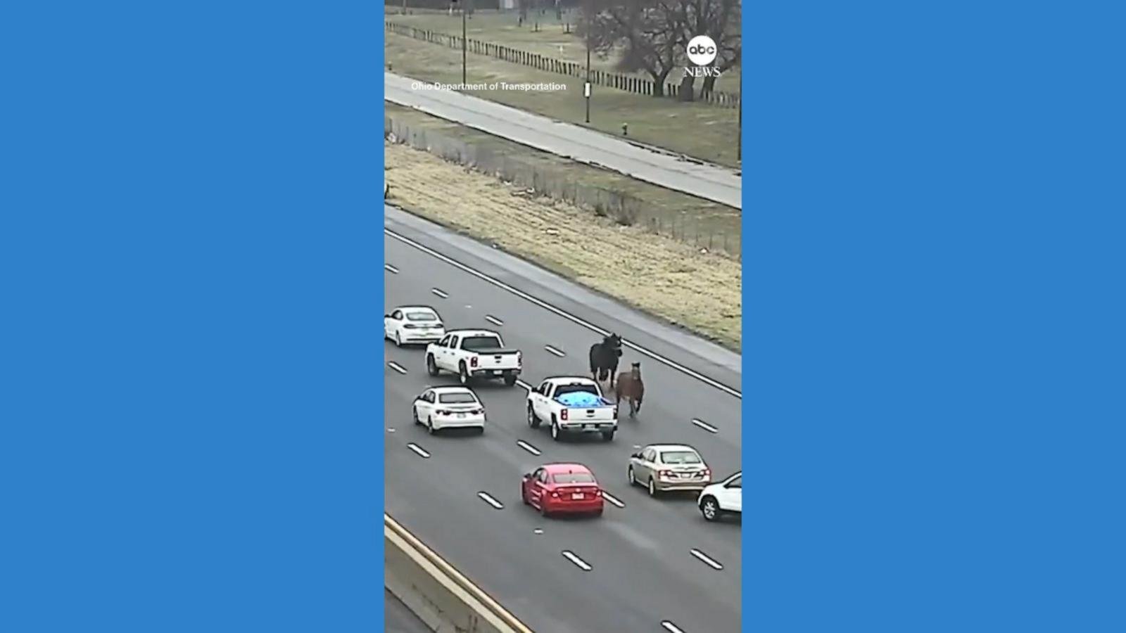 WATCH:  Loose horses weave through cars on Cleveland highway