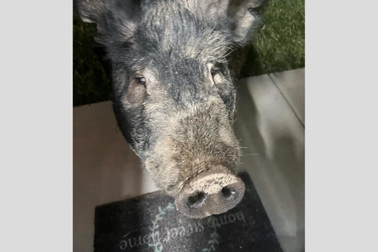 Wayward 450-pound pig named Kevin Bacon hams it up for home security camera
