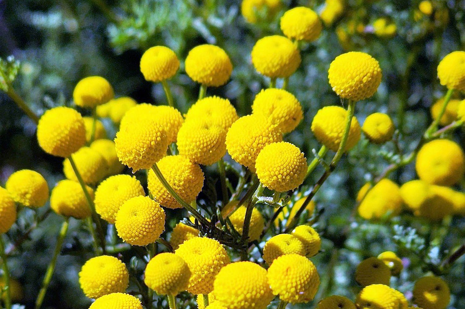 Smelly, invasive ‘stinknet’ plant closes part of Arizona national monument