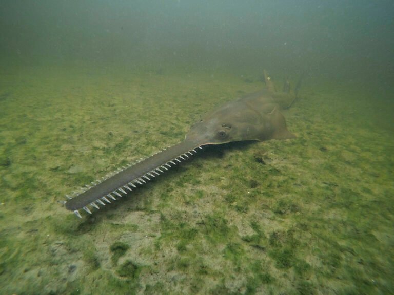 'Spinning and whirling': Strange fish behavior sparks emergency government response