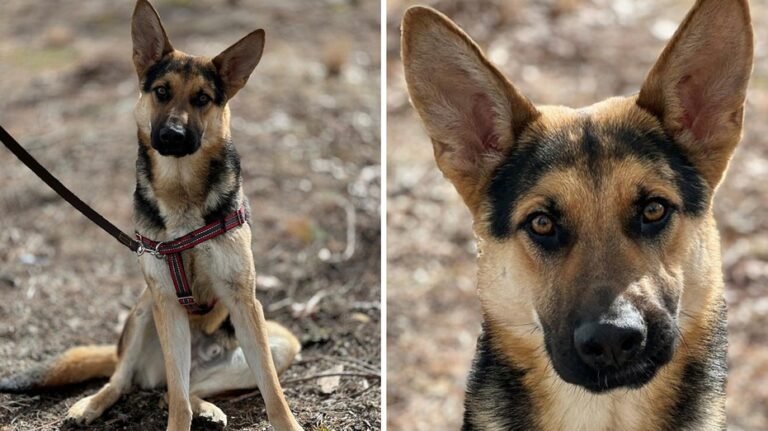 German shepherd dog looking for quiet home with big yard after Texas rescue: Meet Dale