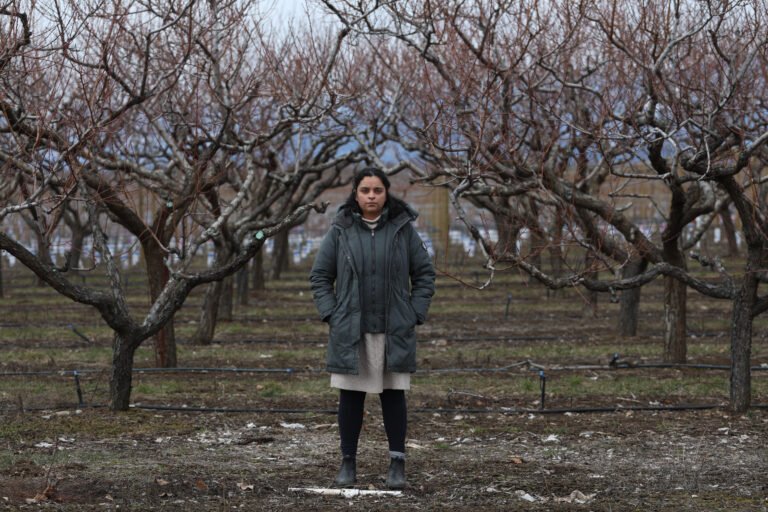 Not peachy: Why a B.C. orchard that grows massive fruit is now relying on veggies