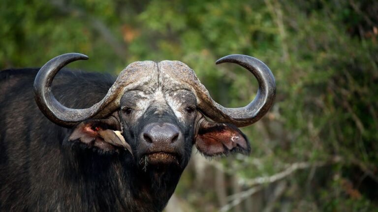 Buffaloes roaming major highway prompt wildlife rescue operation in South Africa