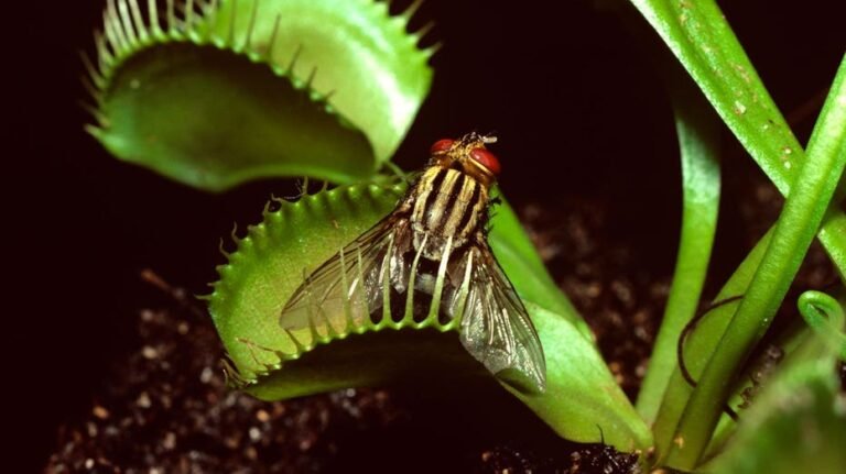 Hundreds of Venus flytraps poached in NC, arrest warrants out for 2 suspects
