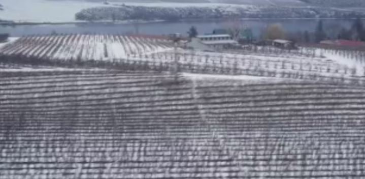 Federal help welcomed, but B.C. wine industry says replant money urgently needed