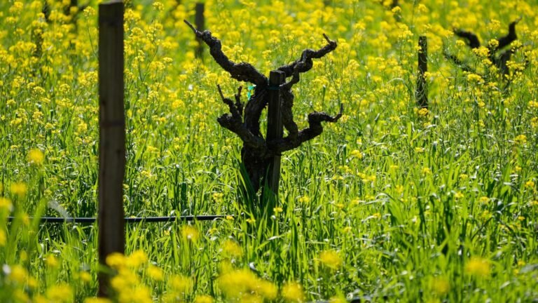 Spectacular fields of yellow mustard draw visitors to Northern California's wine country