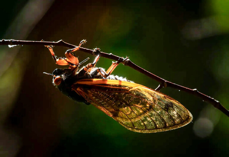 Cicadas incoming: Billions of insects poised to emerge in double-brood invasion