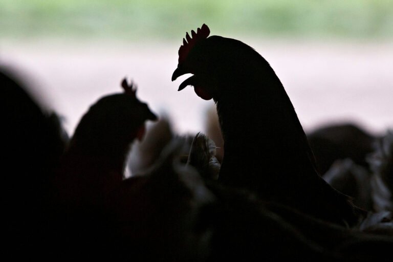 As bird flu spreads in the U.S., is it safe to eat eggs? What to know about the risk.