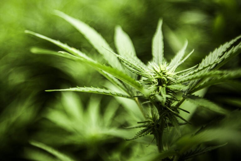 DEA to reclassify marijuana, easing restrictions nationwide