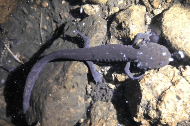 Mexican conservationists are trying to save the volcano axolotl, a beloved and endangered amphibian