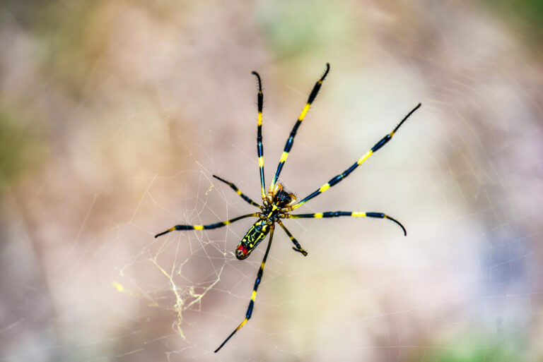 Big, yellow and shy: Invasive spiders are crawling up the East Coast