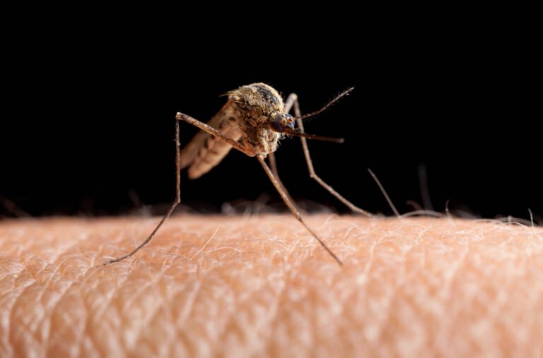 What to know about the Oropouche virus, also known as sloth fever
