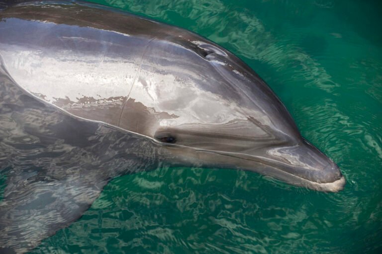 Lonely dolphin may be behind series of attacks on swimmers in Japan