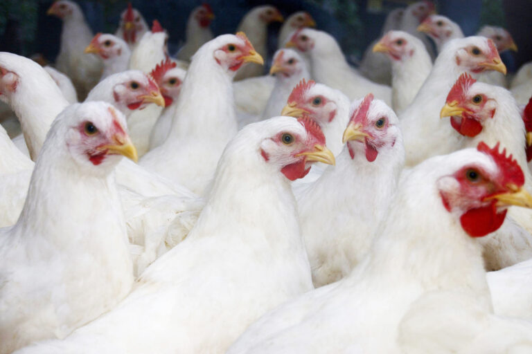 Person hospitalized with bird flu in Missouri had no contact with animals, raising anxiety among experts