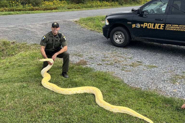 13-foot Burmese python seized from New York home, owner unprepared for how fast snake grew