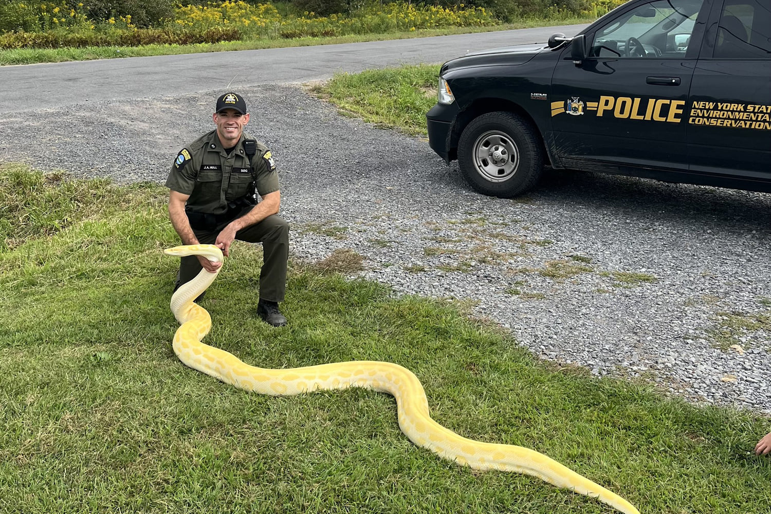 13-foot Burmese python seized from New York home, owner unprepared for how fast snake grew