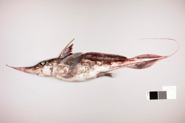A spooky discovery deep in the Pacific: A new species of ghost shark