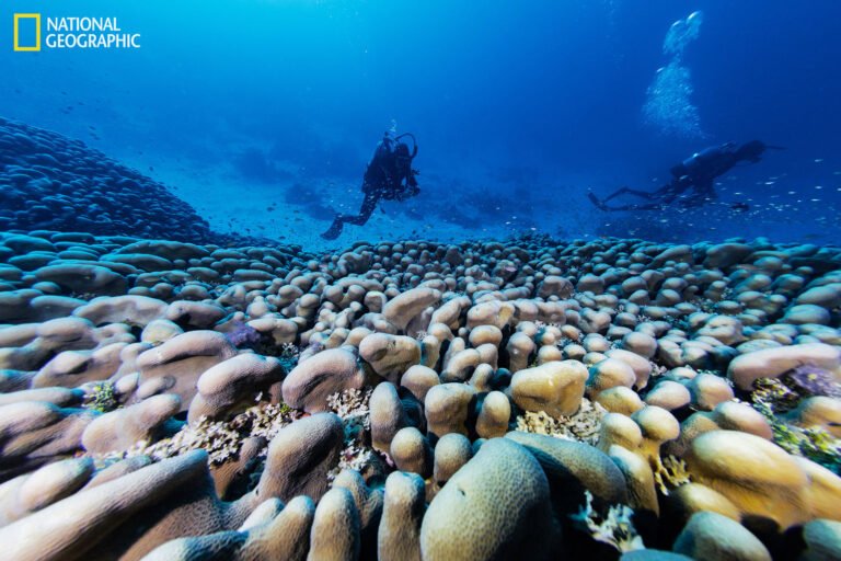 World's largest coral found 'hiding in plain sight' near Solomon Islands for 300 years