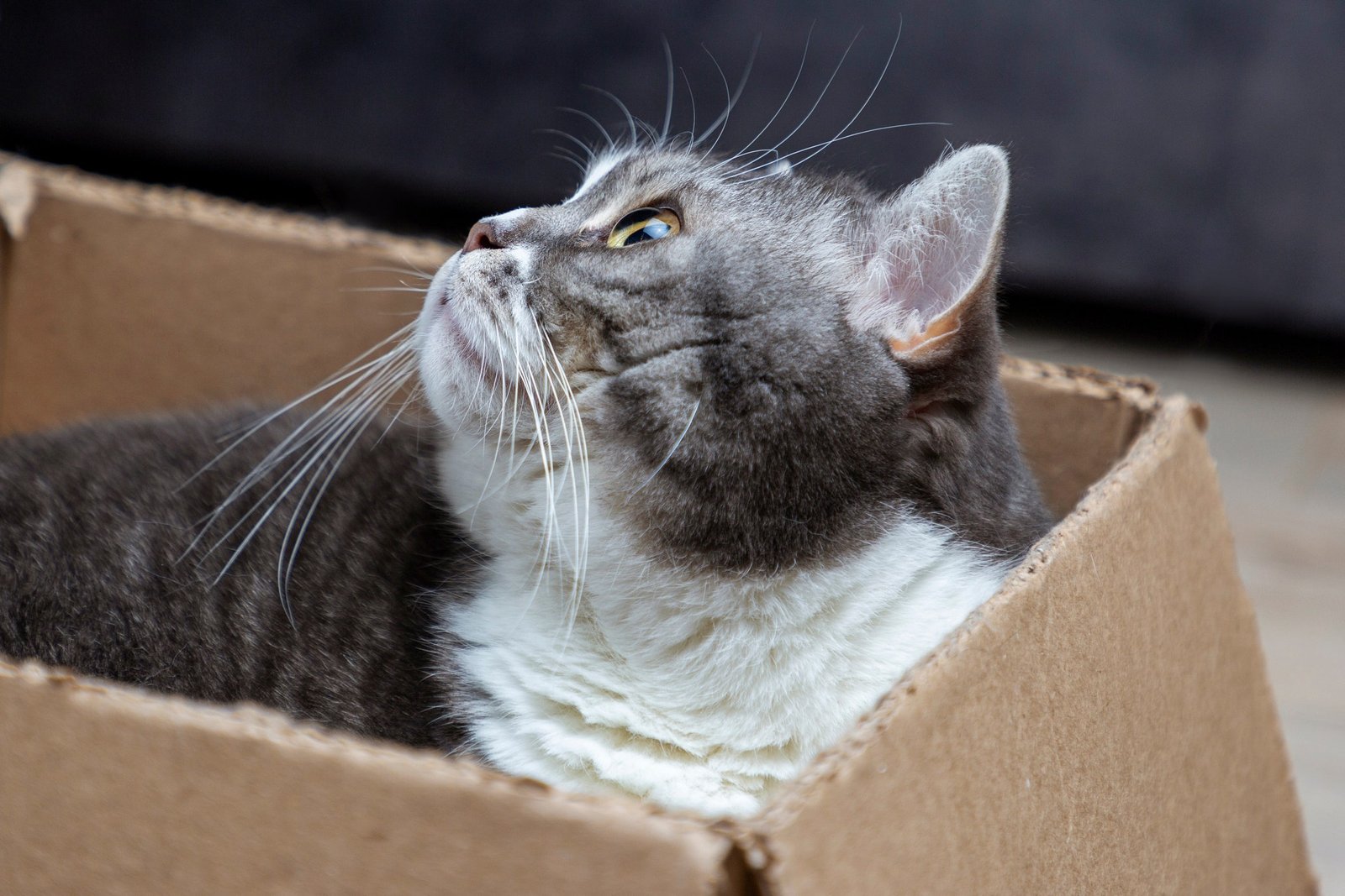 Scientists Have Pushed the Schrödinger’s Cat Paradox to New Limits