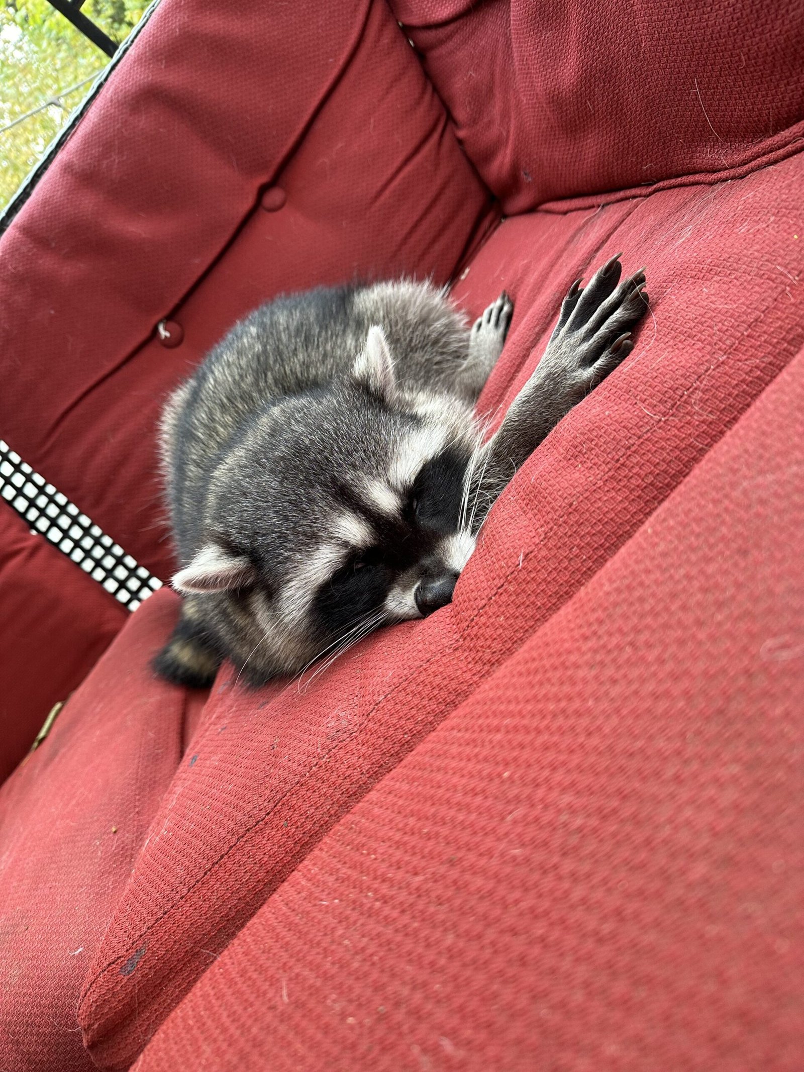 Maple Ridge raccoon revived with Narcan after suspected fentanyl poisoning